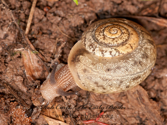 Mesodon sp  POLYGYRID SNAIL 3013523z