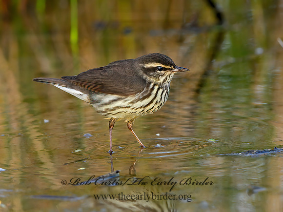 Parkesia noveboracensis  NORTHERN WATERTHRUSH 1302549z
