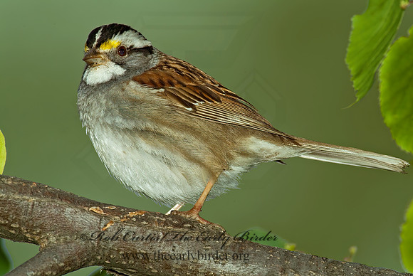Zonotrichia albicollis  WHITE-THROATED SPARROW 4001052 z