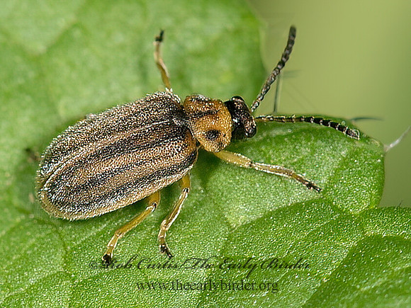 Ophraella communa  GALERUCINI LEAF BEETLE 9041517z