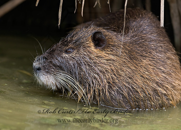 Myocastor coypus  NUTRIA 6022800 z
