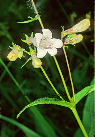 Penstemon digitalis  FOXGLOVE BEARDTONGUE 290718z