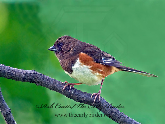 Pipilo erythrophthalmus  EASTERN TOWHEE 6003947z