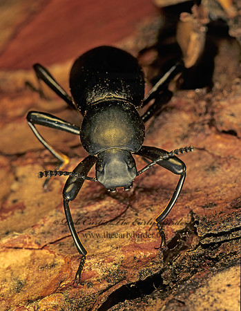 Coelocnemis magna STENOCHIINAE DARKLING BEETLE 121703z