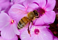 Apis mellifera WESTERN HONEYBEE 5012174z