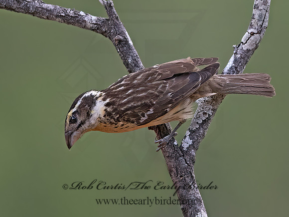 Pheucticus melanocephalus  BLACK-HEADED GROSBEAK 3037015z