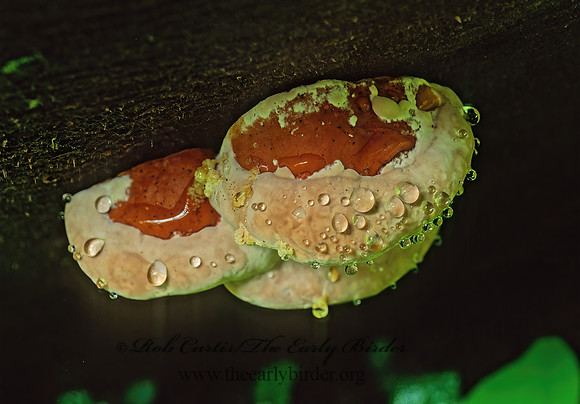 Fomitopsis pinicola grp  CONIFER BRACKET 151424z