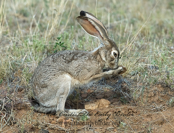 Lepus californicus  BLACK-TAILED JACKRABBIT 7010180z