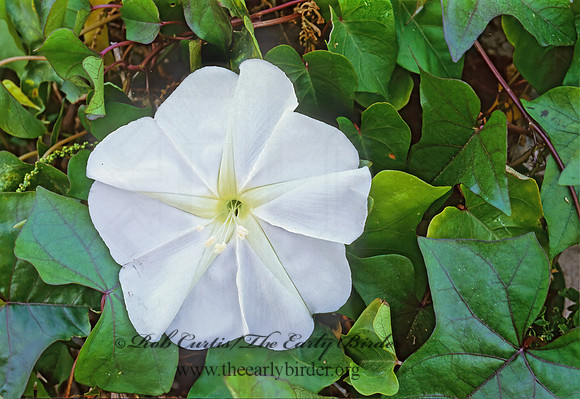 Ipomoea alba  MOON FLOWER 246632z