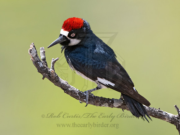 Melanerpes formicivorus  ACORN WOODPECKER 3036793z