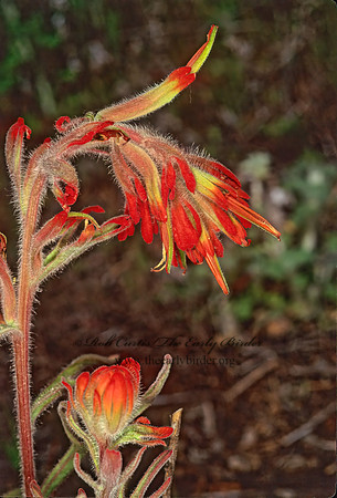 Castilleja chromosa  DESERT PAINTBRUSH 122431z