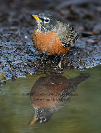 Turdus migratorius  AMERICAN ROBIN 9005393z