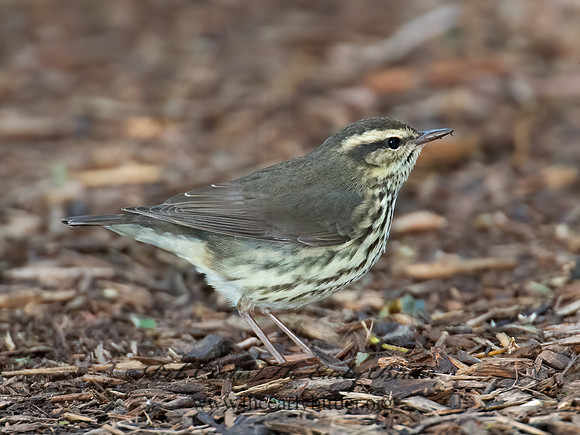 Parkesia noveboracensis  NORTHERN WATERTHRUSH 9005078z