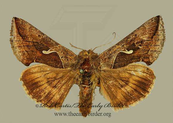 Anagrapha falcifera  CELERY LOOPER MOTH 294311z