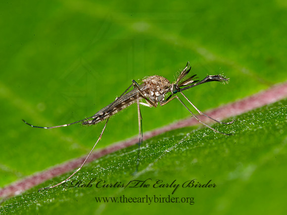 Aedes vexans~  FLOODWATER  MOSQUITO  8033033z