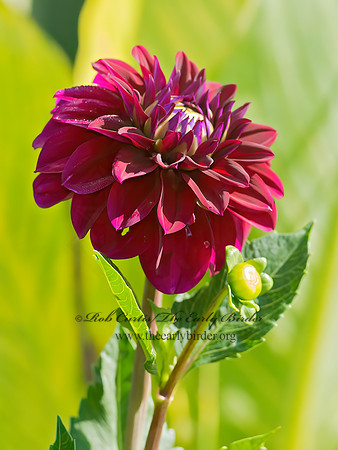 Dahlia  DAHLIA 9014014z