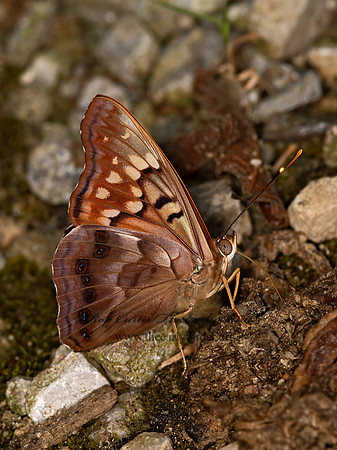 Asterocampa clyton  TAWNY EMPEROR 9048826z