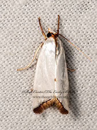 Urola nivalis  SNOWY UROLA 3040150z