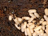 Lasius americanus WOODLAND FUZZY ANT 9079335z