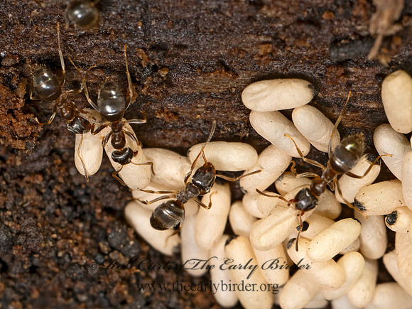 Lasius americanus  WOODLAND FUZZY ANT 9079335z