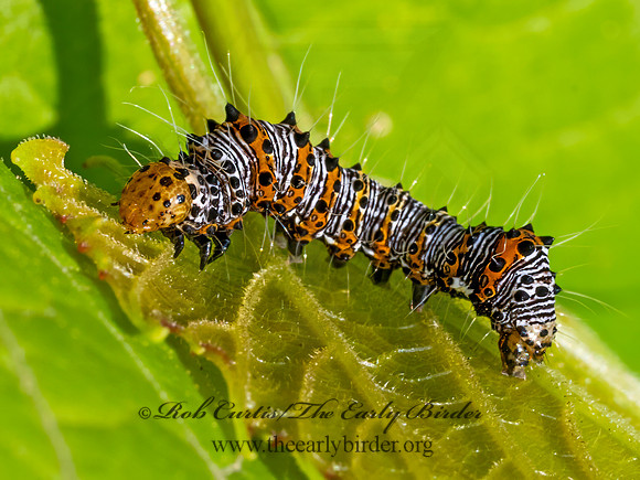 Alypia octomaculata  8-SPOTTED FORESTER 9079647z