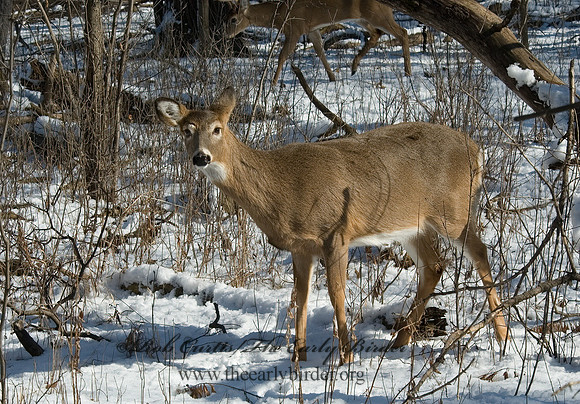 Odocoileus virginianus  WHITE-TAILED DEER 5017693z