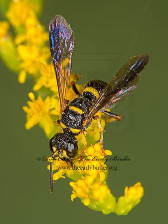 Cerceris insolita  WEEVIL WASP 9003667z