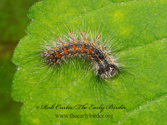 Lymantria dispar  GYPSY MOTH 9031718z
