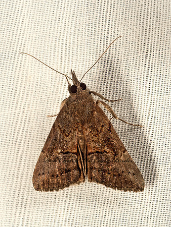 Hypena scabra  GREEN CLOVERWORM MOTH 9049833z