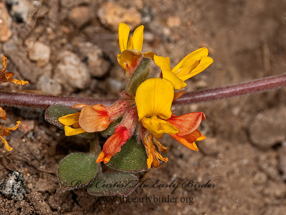Acmispon  DEERVETCH 8037141z
