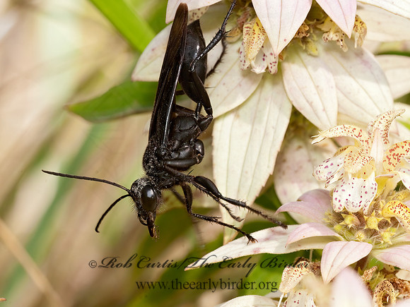 Sphex pennsylvanicus 3009028z