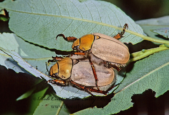 Cotalpa lanigera  LEAF CHAFER SCARAB 287521z