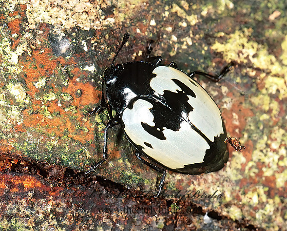 Barytopus laevigatus 194807z