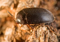 Eustrophopsis confinis 8007072z