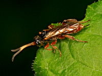 Phygadeuontini PHYGADEUONTINAE ICHNEUMON 9079077z