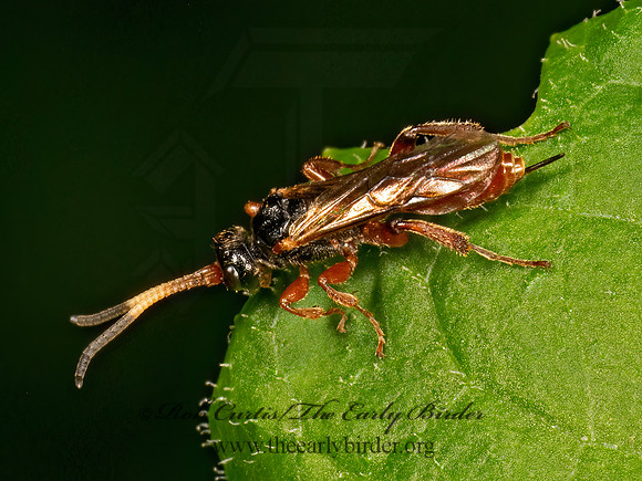 Phygadeuontini  PHYGADEUONTINAE ICHNEUMON 9079077z
