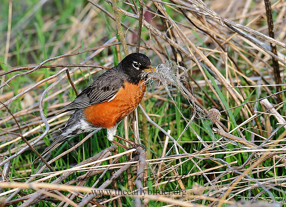 Turdus migratorius  AMERICAN ROBIN 8002620az