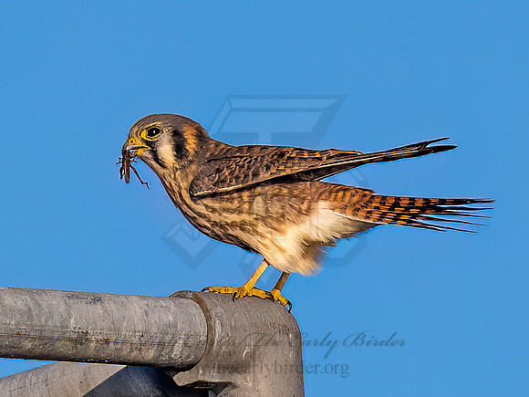 Falco sparverius AMERICAN KESTREL 9092041z
