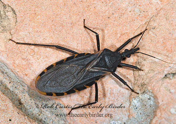 Triatoma gerstaeckeri 6024343z