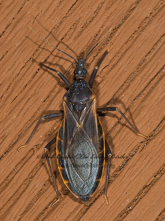 Triatoma rubida 6025109z