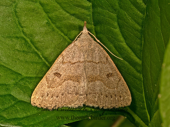 Zanclognatha cruralis  EARLY FAN-FOOT MOTH 9079098z