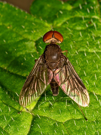 Chrysopilus quadratus  SNIPE FLY 9079209z