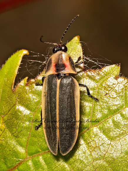 Pyractomena  FIREFLY 9079549z