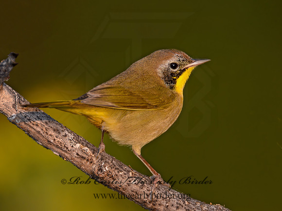 Geothylpis trichas  COMMON YELLOWTHROAT 90042781z