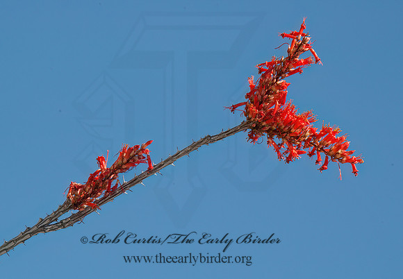 Fourquieria splendens  OCOTILLO 5005638z