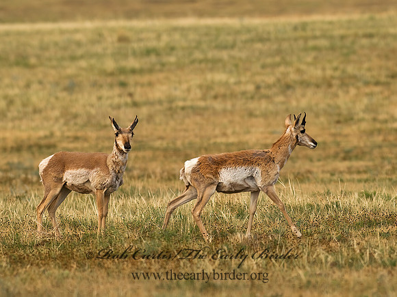 Antilocapra americana  PRONGHORN 6027885z