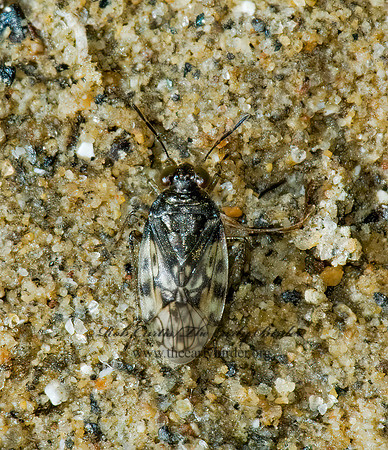 Saldula pallipes 5000712z