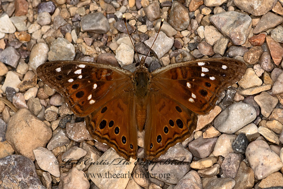 Asterocampa celtis  HACKBERRY EMPEROR 3038316z