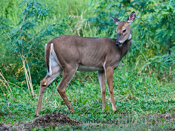 Odocoileus virginianus  WHITE-TAILED DEER  8023238z