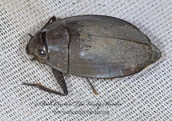 Dineutus sublineatus  WHIRLIGIG BEETLE 7008616z